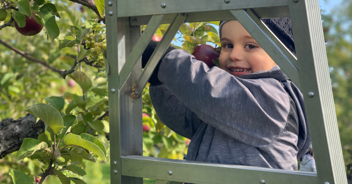 child picking apples with ladder