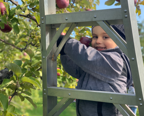 child picking apples with ladder