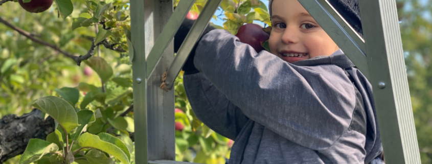 child picking apples with ladder